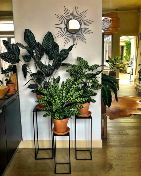 dekorere romideer plantestativ gruppe innendørs planter