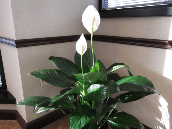 innendørs planter for mørke hjørner enkeltblad vakre hvite blomster